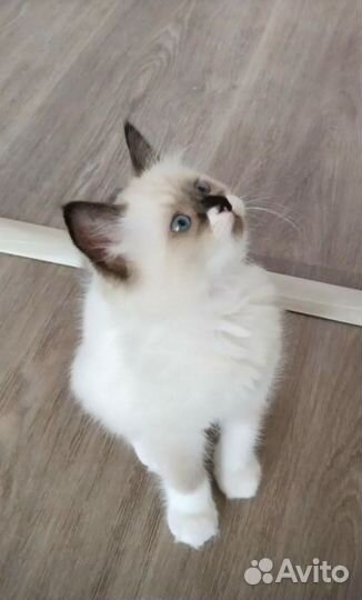 Котята рэгдолл