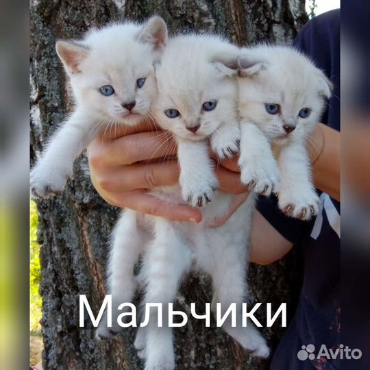 Котята золотая линкс поинт