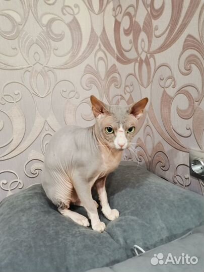 Донской голубой сфинкс