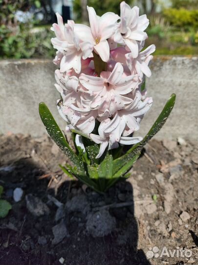 Гиацинт розовый