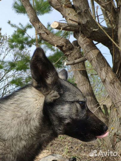 Собака Дымка