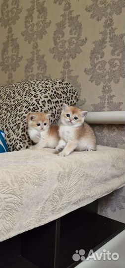 Котята золотая шиншилла котик