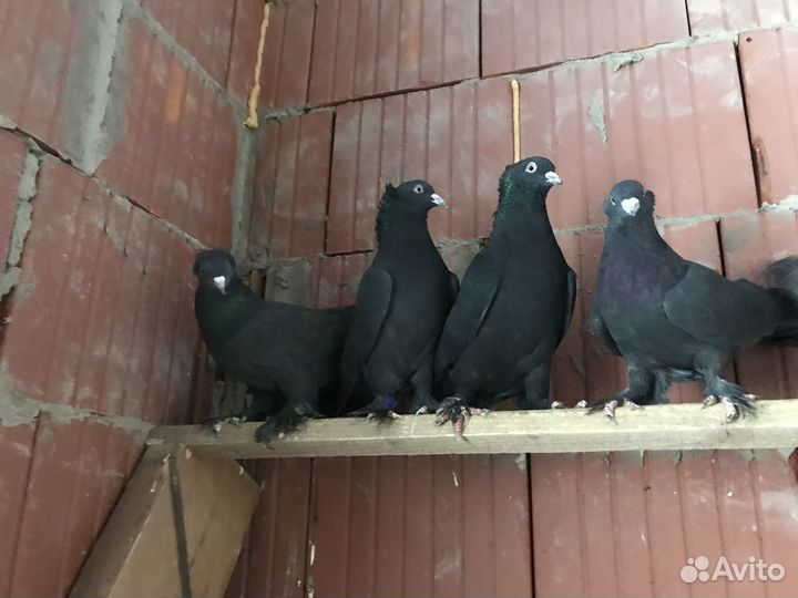Голуби бойные ленинаканские, армянские в чистоте