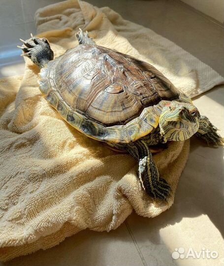 Передержка домашних животных