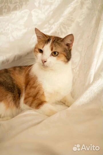 Кошечка Рыжуля