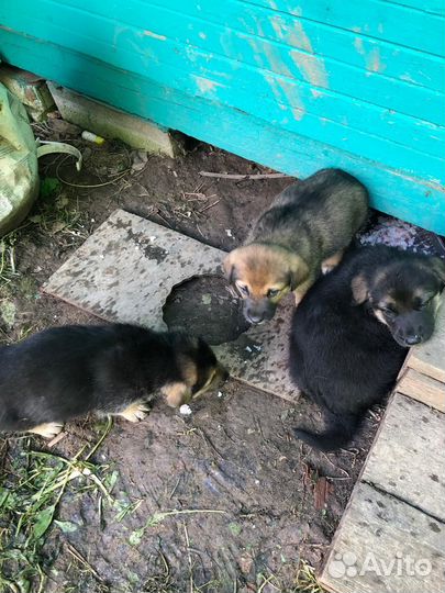 Щенки метисы в добрые руки
