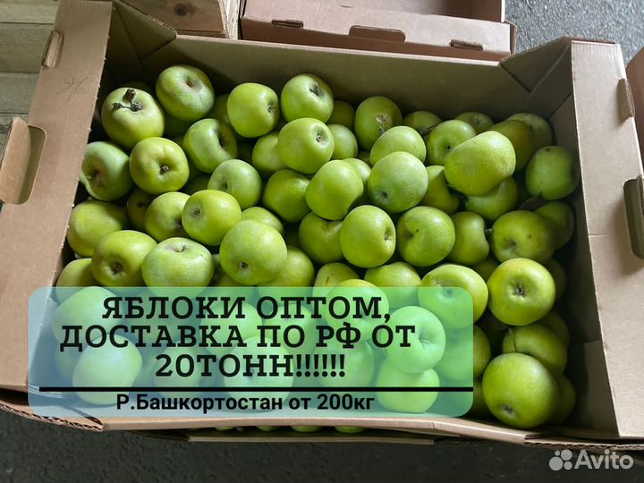 Яблоки оптом от 200 кг