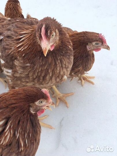 Живая птица. Семейная ферма Раковских