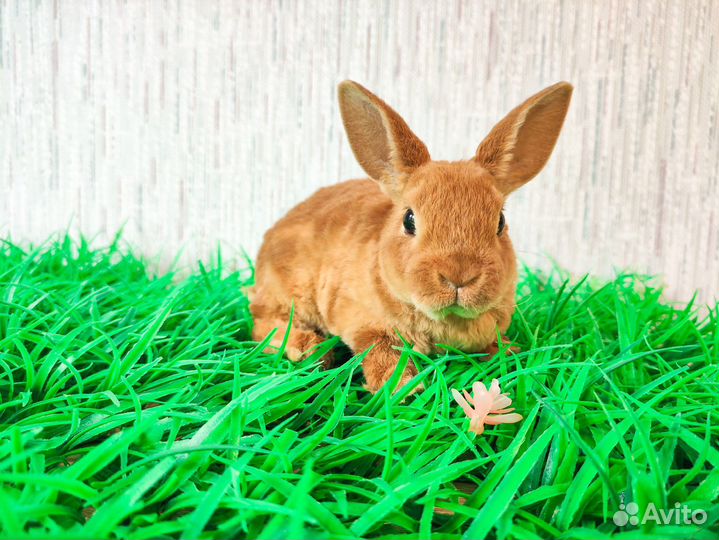 Кролик карликовый рекс - мини