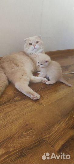 Котята девочки бесплатно