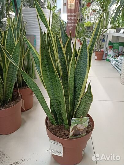 Сансевиерия Лаурентия 21/70