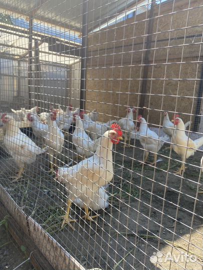 Цыплята несушки 2 месяца