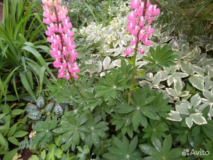 Многолетники и кусты