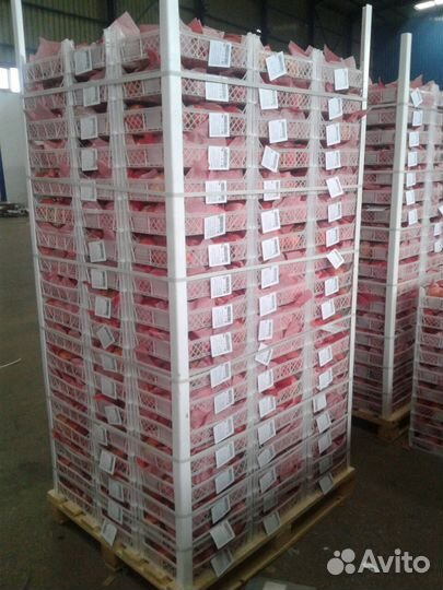 Гранат, Египет, сорт Балади / Вандерфул