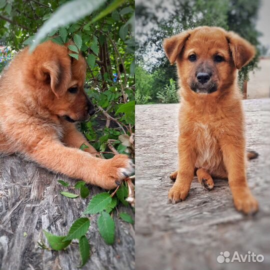 Щенки в добрые руки