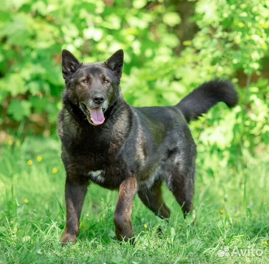 Собака в добрые руки отдам бесплатно