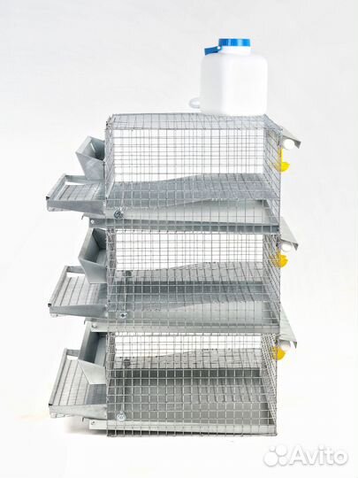 Перепёлки с Клеткой