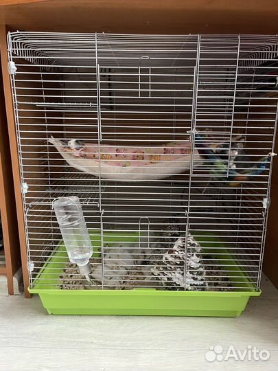 Крысы Дамбо