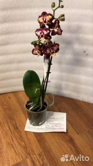 Орхидея фаленопсис