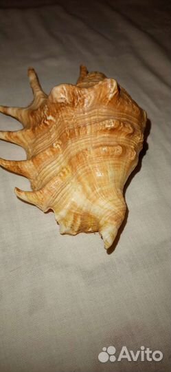 Ракушка для интерьера