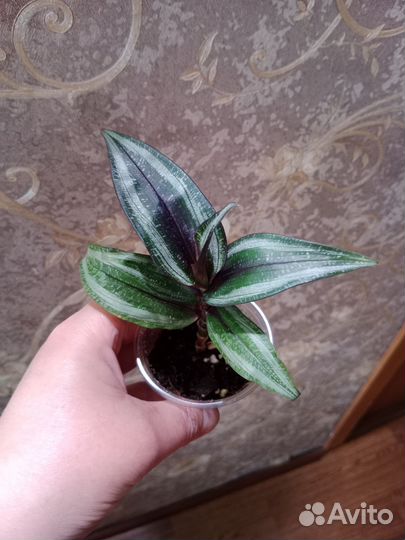 Комнатные растения. Традесканции