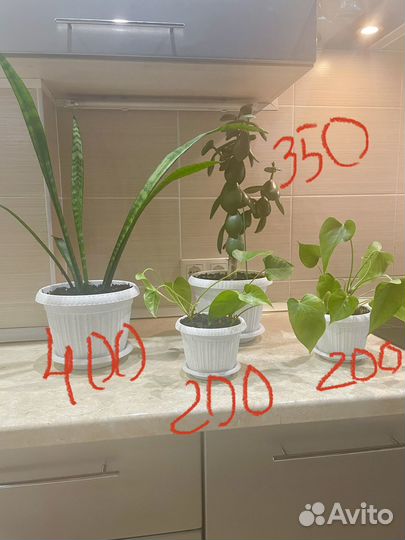 Комнатные цветы