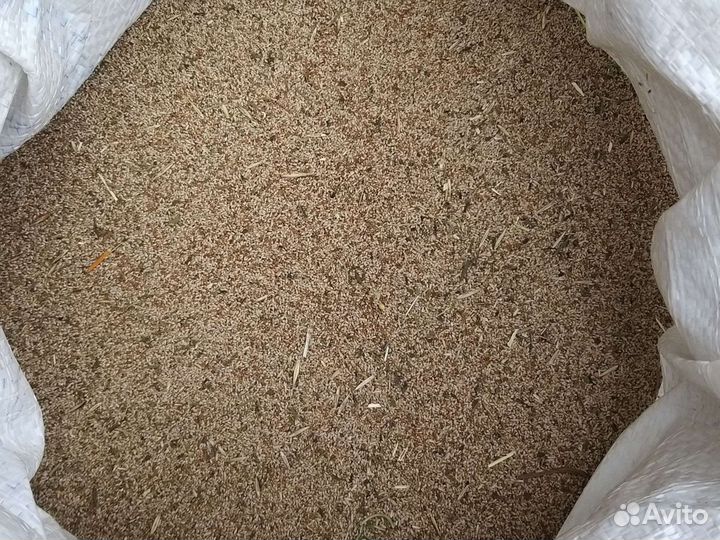 Семена тимофеевка