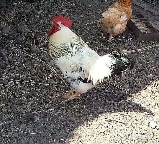 Петух боец