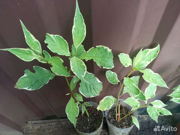 Бересклет форчуна, Дерен, Бирючина, Хоста