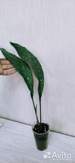 Аспидистра Милки Вей