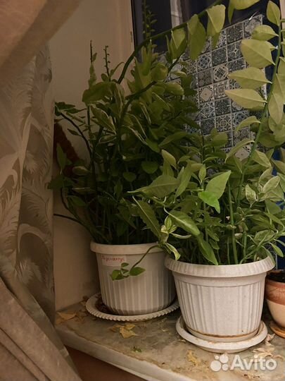 Педелантус