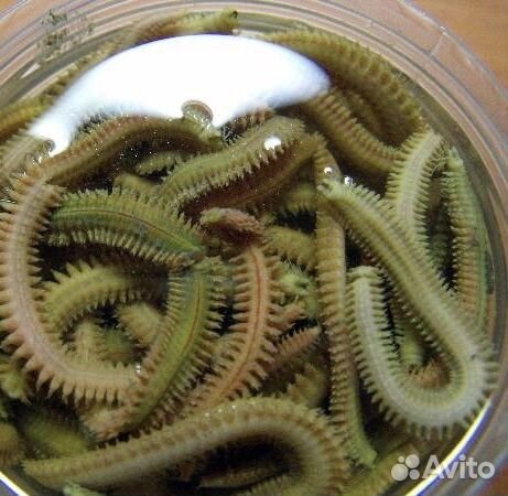 Морской червь в наличии в Геленджике