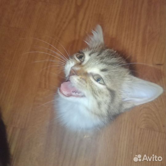 Котёнок девочка