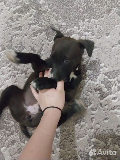 Щенок в добрые руки