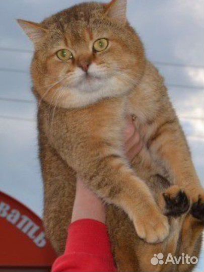 Вязка с золотым котом