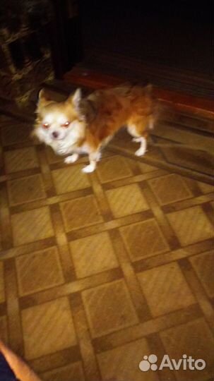 Вязка чихуахуа мальчик