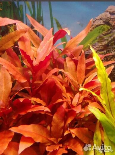 Аквариумные растения