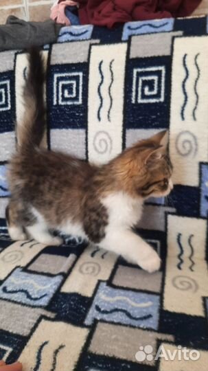 Сибирские котята в добрые руки