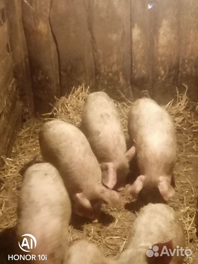 Продам поросят