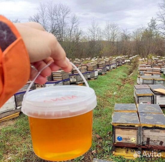 Липовый мед натуральный