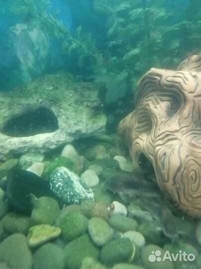 Аквариумные рыбки сомики коридос и креветки