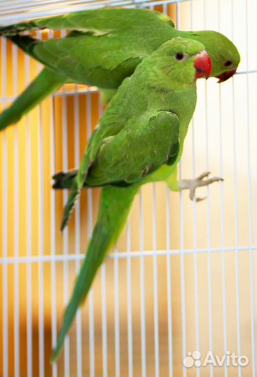 Птенчики Ожереловые