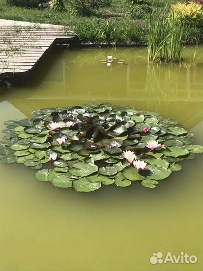 Нимфеи, розовые