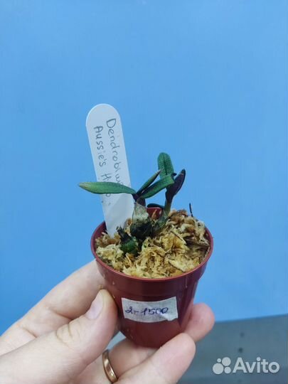 Орхидея. Дендробиум Кубертс