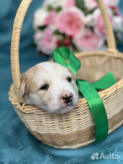 Отдам даром щенка мальчик