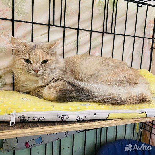 Кошка в добрые руки