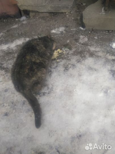 Бездомная кошечка