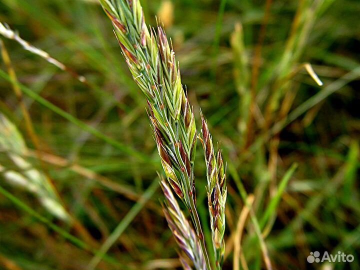Семена Овсяницы Тростниковой опт
