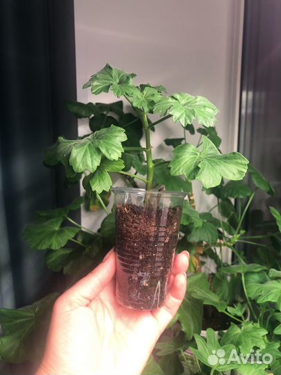 Герань пеларгония Bronze Butterfly