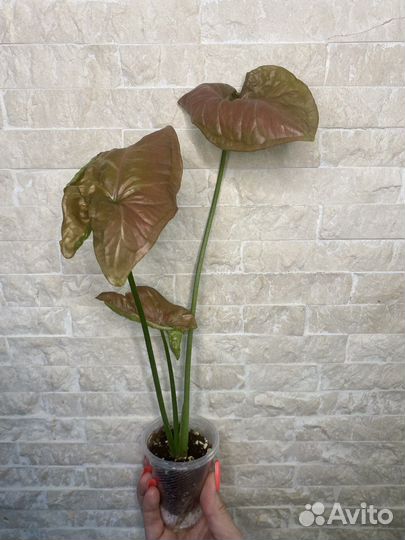 Сингониумы 1